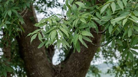 Ash Tree Guide What Is It 15 Common Species Of Ash Trees