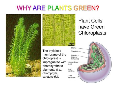 PPT - Almost all plants are photosynthetic autotrophs, as are some ...