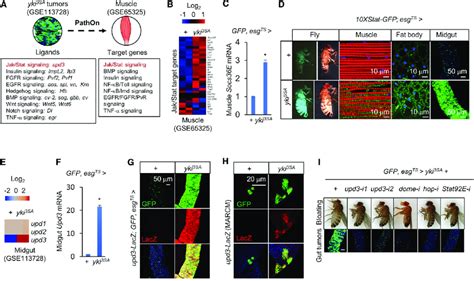 Upd Jak Stat Signaling Is Involved In Tumor Host Interactions A