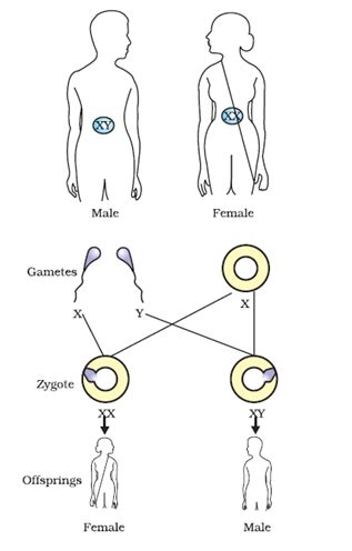 Explain Mechanisms Of Sex Determination In Human Being