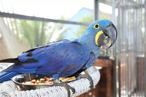 Hyacinth Macaw: The Stunning Blue Giant of the Parrot World