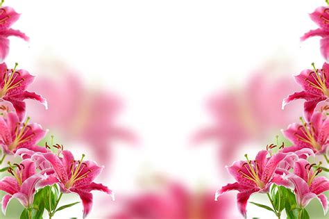 Pink Lily Flower Wallpaper