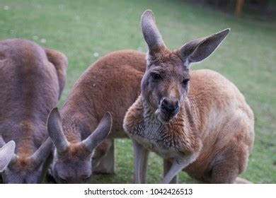 Kangaroo Marsupial Family Macropodidae Macropods Meaning Stock Photo ...