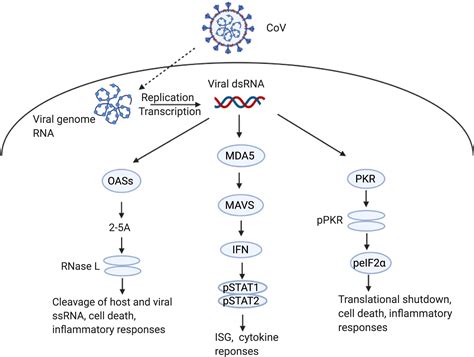 Sars Cov 2 Induces Double Stranded Rna Mediated Innate Immune Responses