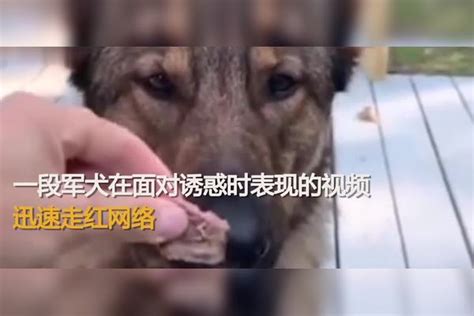 看军犬直面诱惑时如何表现的！军犬：我真的不饿 军犬 诱惑