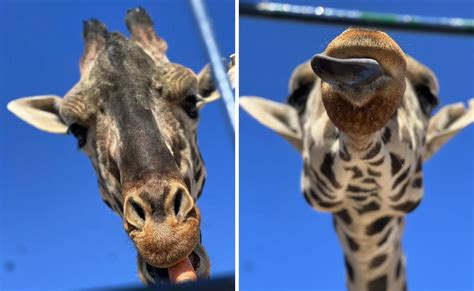 Confirman Traslado De La Jirafa Benito A Africam Safari En Puebla En