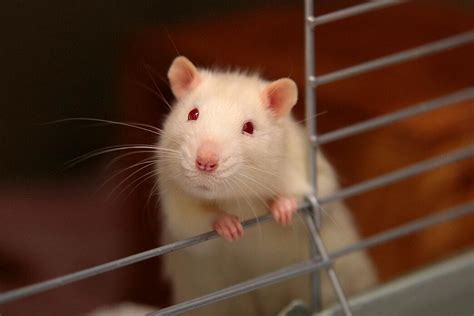 How to Care for Pet Rats: Don’t Buy One Before Reading This | Pet BLoG