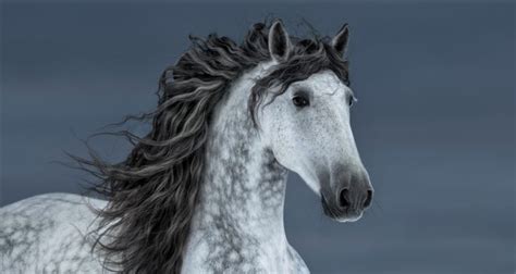 10 Andalusian Horse Facts You Probably Didn't Know