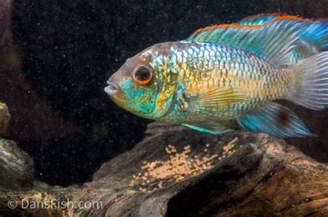 Electric Blue Acara Andinoacara Pulcher Dans Fish