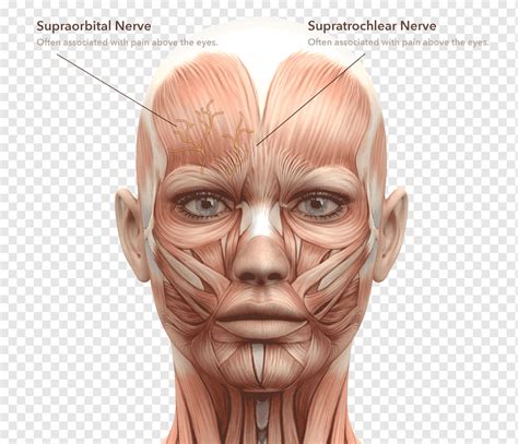 Auckland Empresa enaguas musculos rostro humano pegatina victoria Noreste