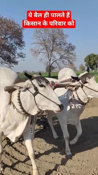 बैलों से लाखों की कमाई करते हैं👌ये बैल ही पालते हैं किसान के परिवार को