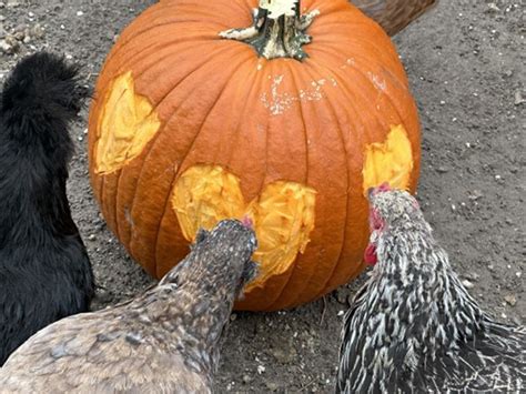 Feeding Your Chickens Pumpkins For A Fall Treat Flockjourney