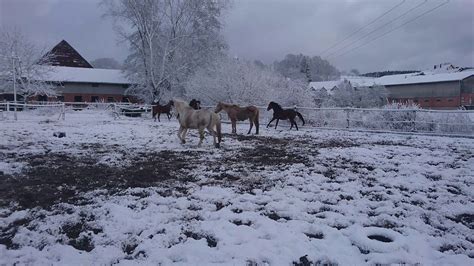 Jung Und Alt Am Sieren Sich Im Schnee Youtube