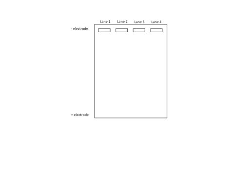 [Solved] Lab 9 - Agarose Gel Electrophoresis 18. On the diagram of the... | Course Hero