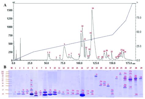 A C18 Reverse Phase Hplc Fractionation Of Sri Lankan Spectacled Cobra Download Scientific