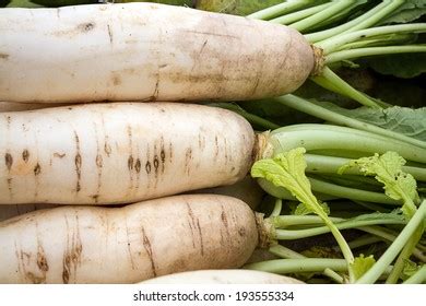 16 Cv Group Chinese Radish Images Stock Photos Vectors Shutterstock