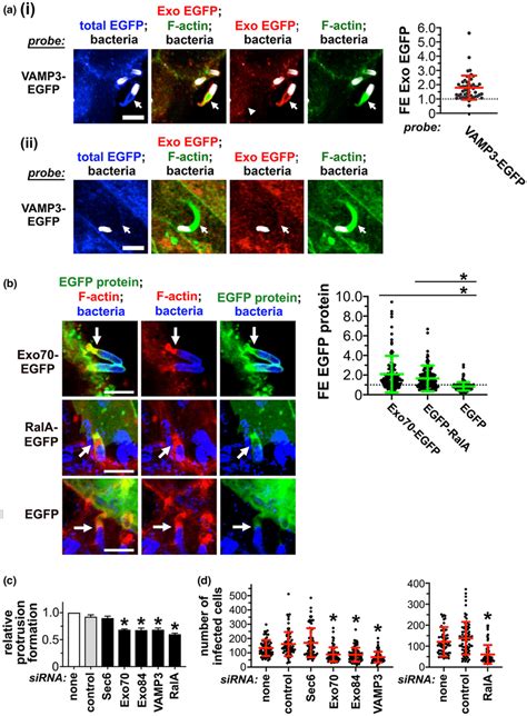 Role Of The Exocyst Complex VAMP3 And RalA In Intercellular Spread Of