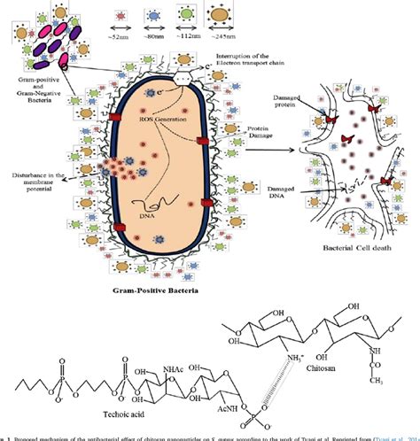 Figure 1 From Chitosanbased Nanosystems And Their Exploited