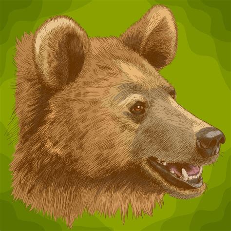 Premium Vector Engraving Illustration Of Bear Head