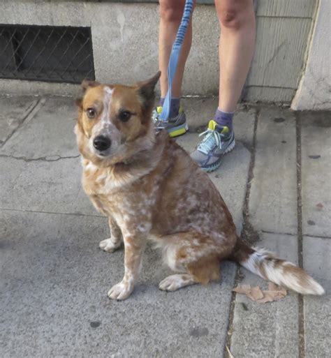 Beagle Australian Cattle Dog Mix Puppy