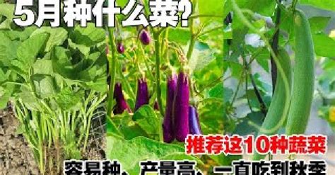 5月適合種什麼蔬菜？推薦這10種蔬菜，源源不斷一直採收，非常划算！what Vegetables To Grow In May