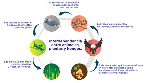 5 Ejemplos De Interdependencia Dudalia