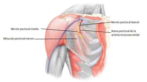 Nervio Pectoral Lateral Origen Curso Ramas Suministro