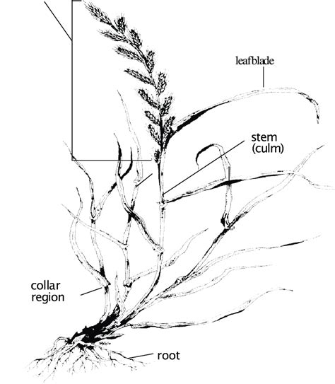 Annual Ryegrass Plant Hannaway Et Al Vegetative Parts Leaf