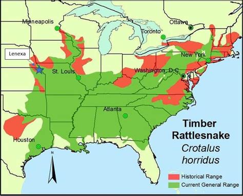 Timber Rattlesnake Facts, Description, Diet, and Pictures