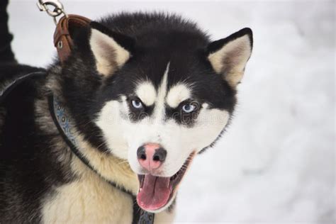 Colore In Bianco E Nero Del Cane Del Husky Siberiano Con Gli Occhi