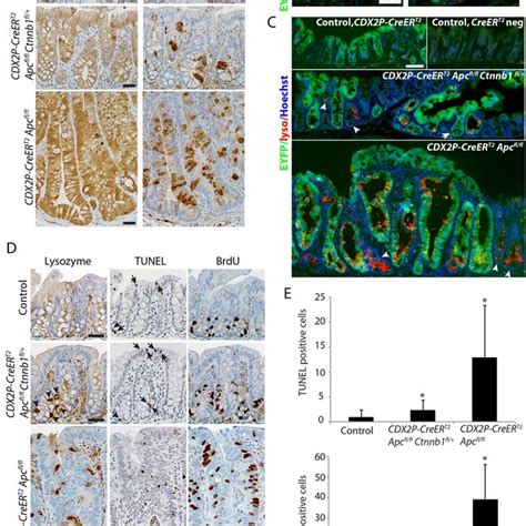 Inactivation Of A Ctnnb1 Allele In Mouse Colon Epithelium Reduces