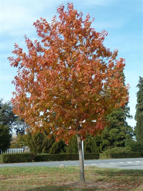 Chêne rouge d Amérique Quercus rubra Thuilleaux