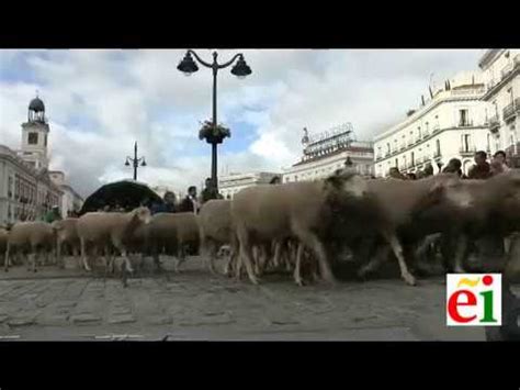 Duemila pecore nel centro di Madrid è la festa della transumanza YouTube