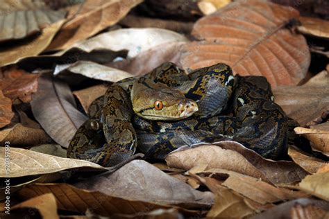 Reticulated Python Malayopython Reticulatus Is A Python Species