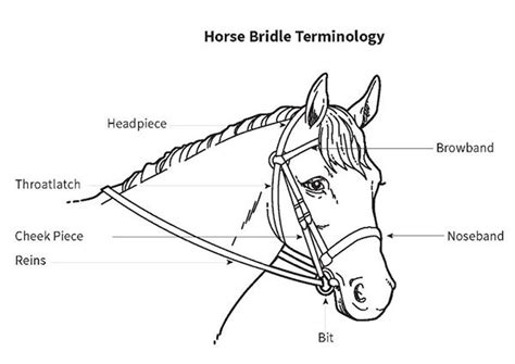 Diagram Horse Bridle Diagram Wiringschemacom