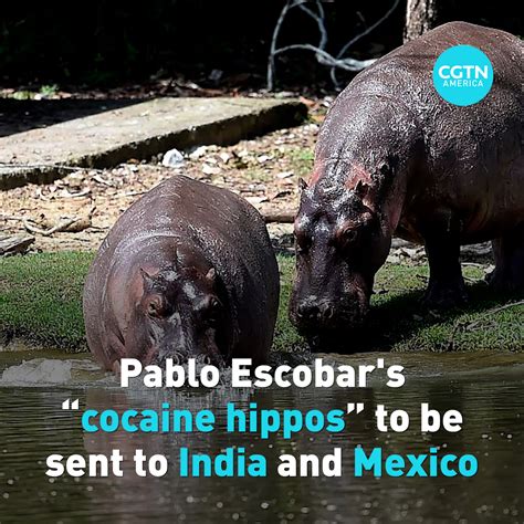 Colombia’s “cocaine hippos” to be sent to India and Mexico - CGTN