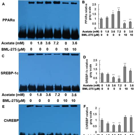 The Mrna And Protein Expression Levels Of Ppara Srebp C And Chrebp