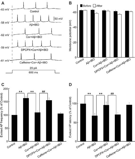 Effects Of Cordycepin On Action Potential Ap Firing In Primary