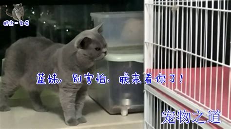 【宠物之道】母猫隔离治疗，公猫和猫宝宝在笼子外陪伴，公猫的表现太暖心了 Youtube