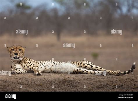 A Cheetah Lying Down Looking At Camera Stock Photo Alamy