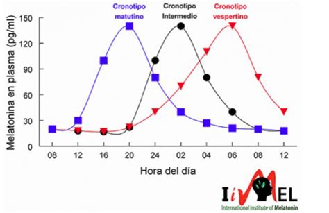 Descubre Tu Cronotipo Y Aumenta Tu Productividad Camino Minimalista