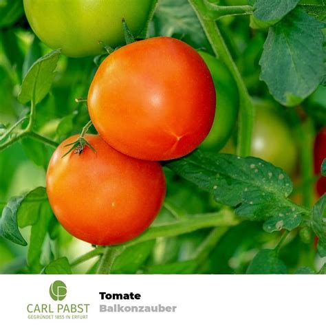 Tomate Balkonzauber Samen Tomatensamen Kaufland De