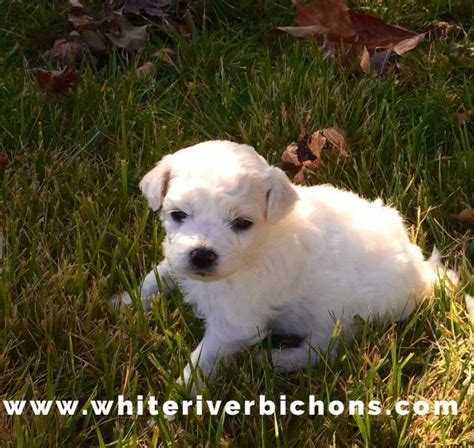 Bichon Frise Akc Puppy For Sale Whiteriverbichons Bichon