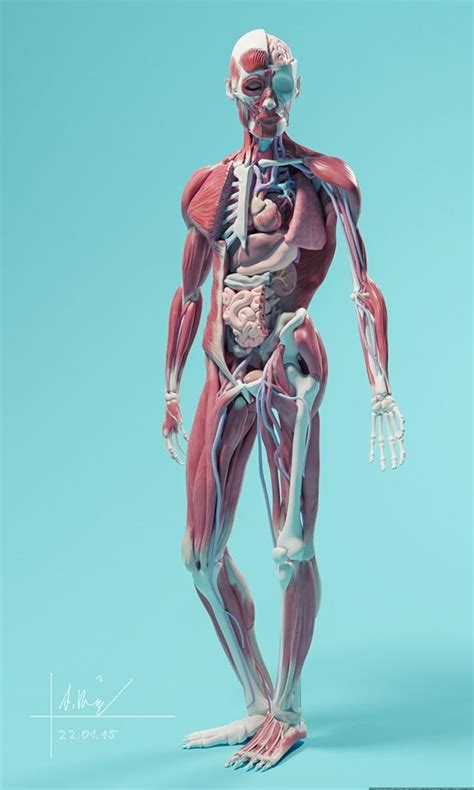 Met Deze Kinect Spiegel Stap Je In Je Eigen Lichaam Anatomische Kunst