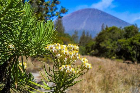 Cari Tahu Arti Bunga Edelweiss Tumbuhan Abadi Yang Hidup Di Gunung