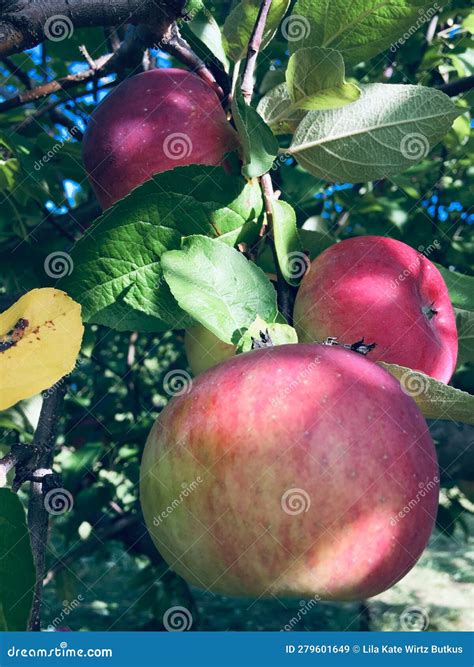 Apple Tree Orchard Brookfield Orchards Full Trees In September