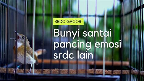 Srdc Gacor Bunyi Santai Pancing Emosi Lawan Youtube