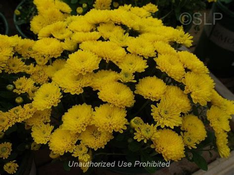 Plantfiles Pictures Chrysanthemum Garden Mum Florists Mum Bethany