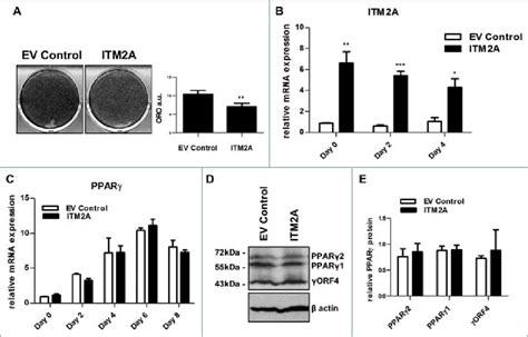 Itm2a Overexpression In 3T3 L1 Differentiation 3T3 L1 Preadipocytes