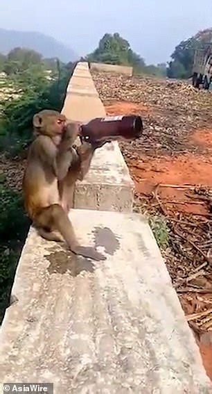 He S My Prime Mate Monkey Steals Bottle Of Beer From Tourist And Then